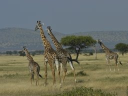 Western_Corridor_(Kirawira)2003-113